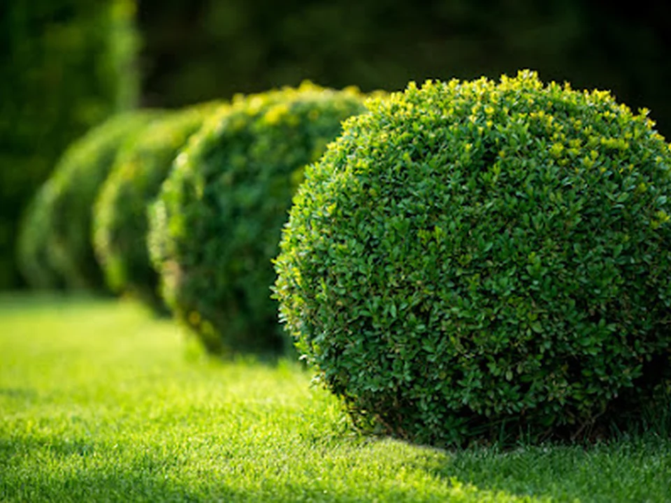 Foto de 4th Generation Landscaping, Clean Up and Mulching