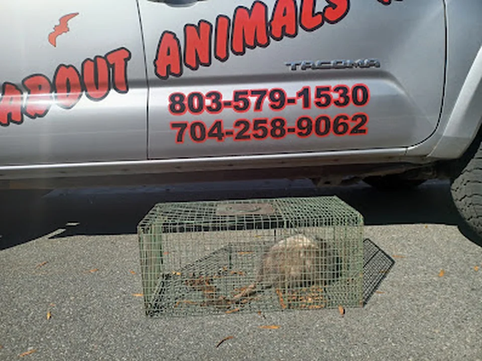 All About Animals NC - Squirrel Removal & Wildlife Removal