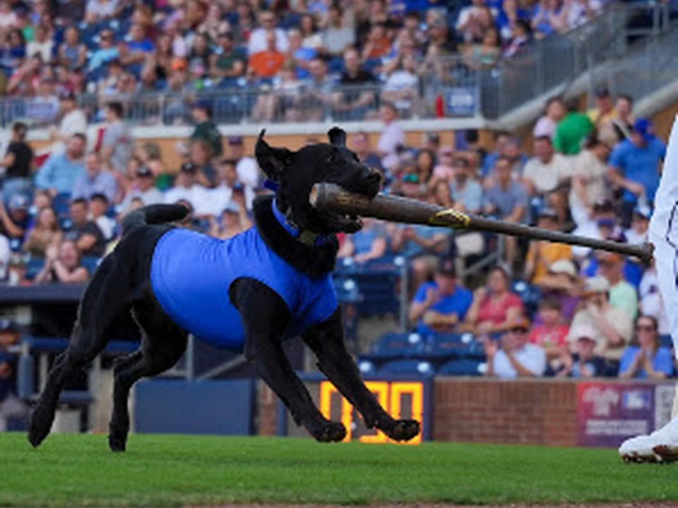 All-Star Dog Training