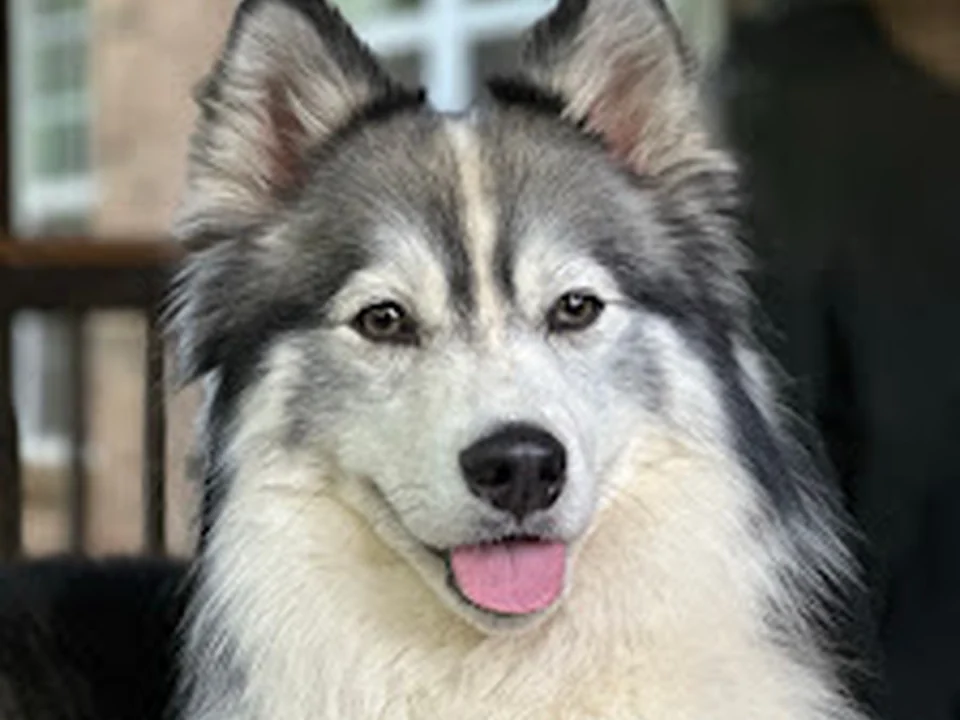 Animal People Dog Boarding & Day Care
