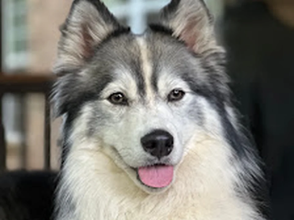 Animal People Pet Sitting & Dog Walking