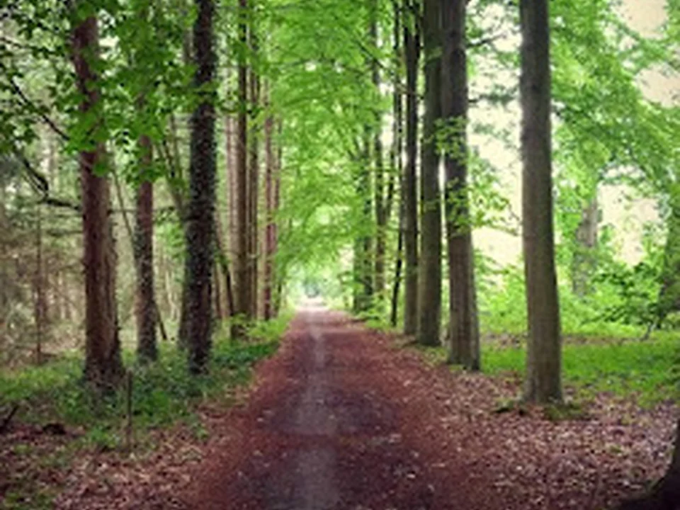 Backyard Trails