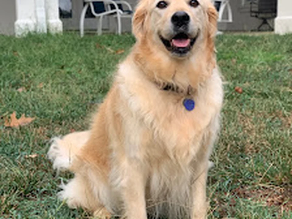 Bark Avenue Walks & Pet Sitting