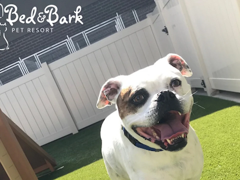 Bed and Bark