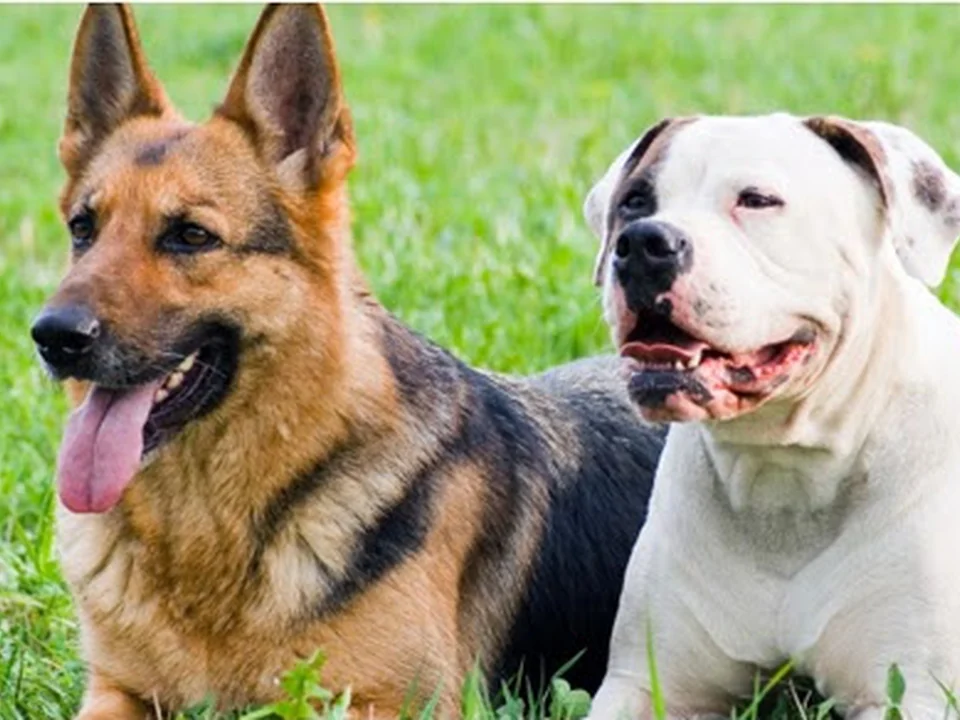 Canine Dimensions In-Home Dog Training