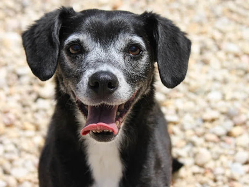 Charlotte Kennels