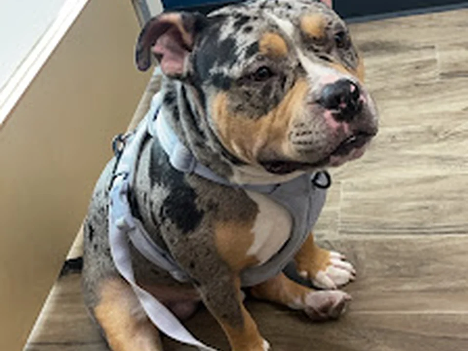 CityVet | Charlotte Uptown Veterinary Clinic & Urgent Care