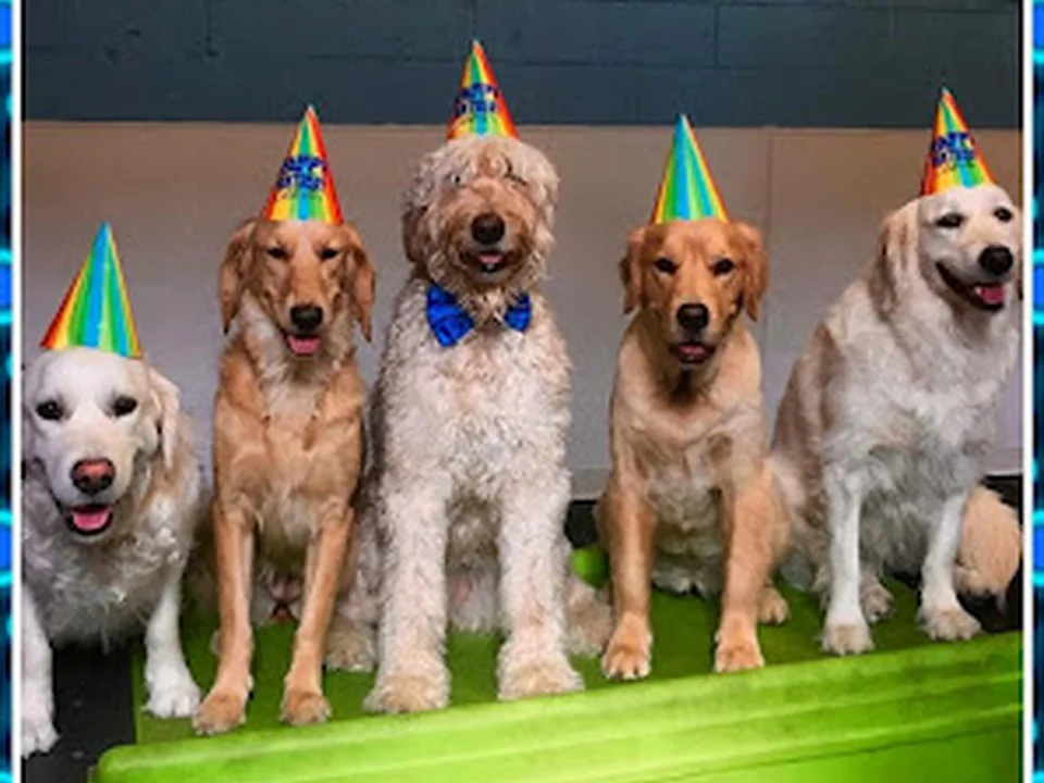 Club Fetch