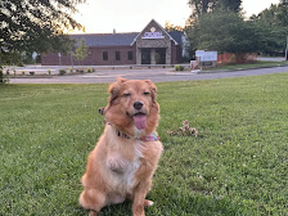 CROWN Veterinary Dental Specialists