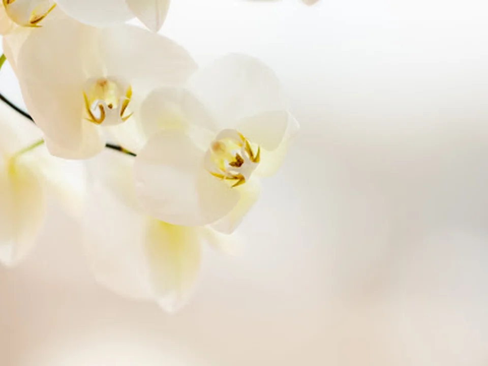Dermatology, Laser, & Vein Specialists of the Carolinas