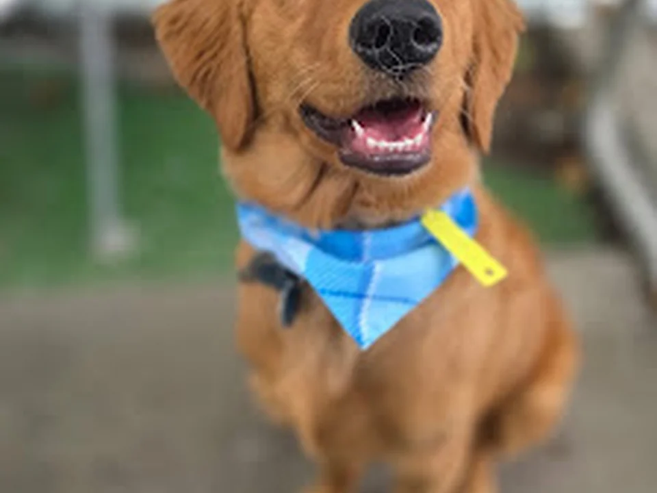 Dilworth Dog Grooming