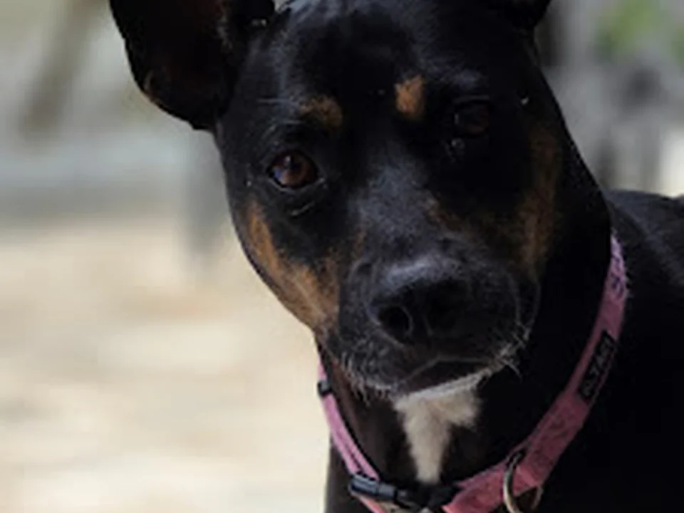 Dog Owner's Academy