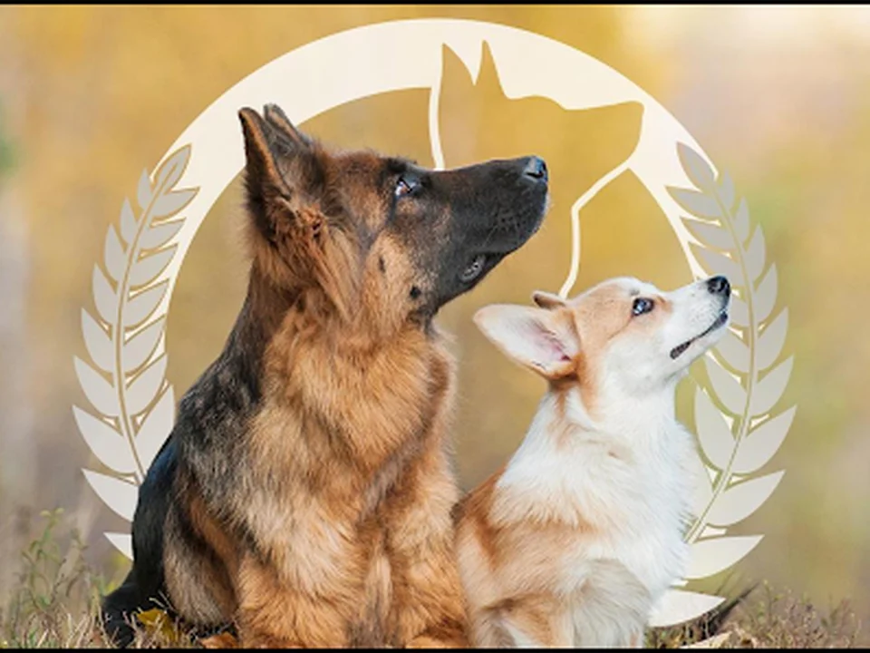 Dog Training Elite Charlotte