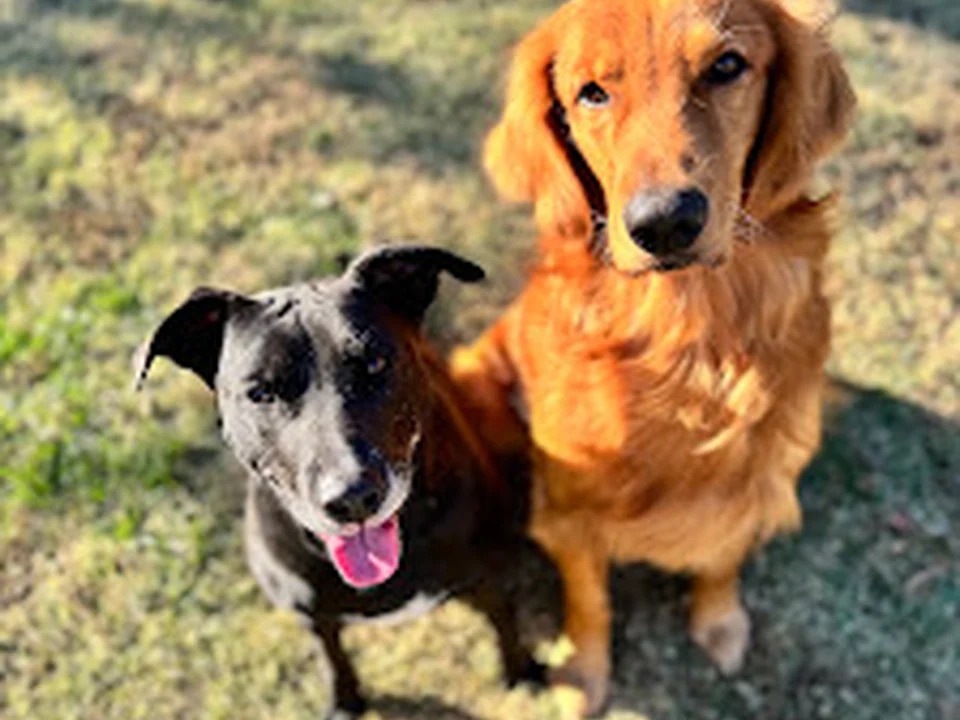 Dottie Doggies