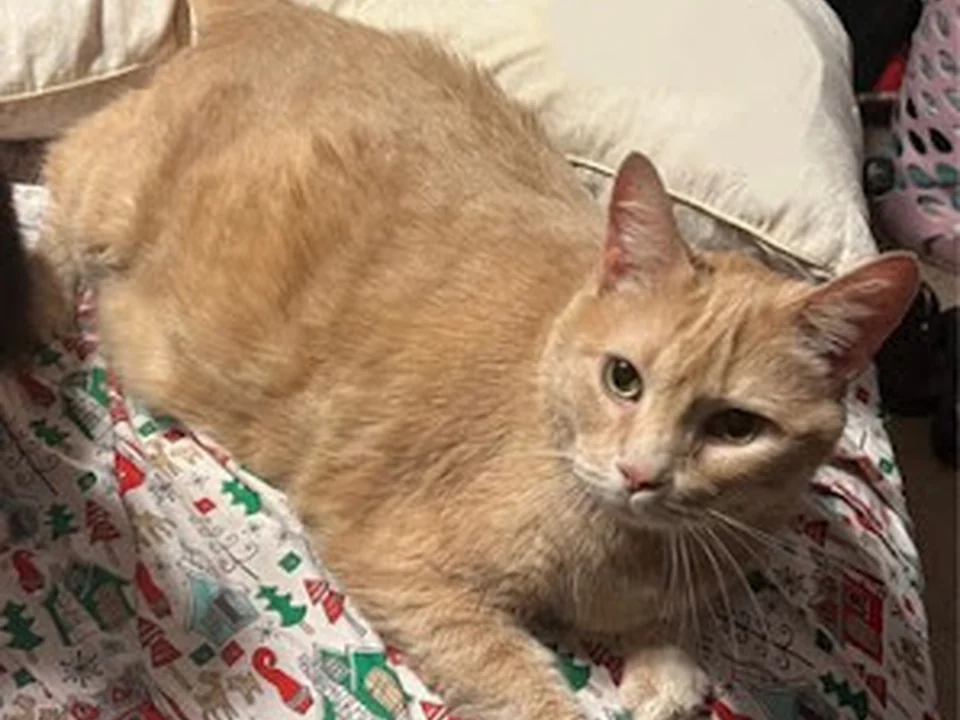 Feline Fabulous