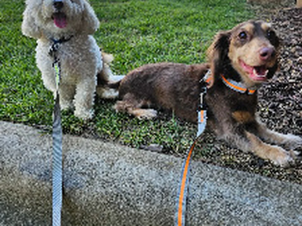 Fitz & Friendz Pet Care
