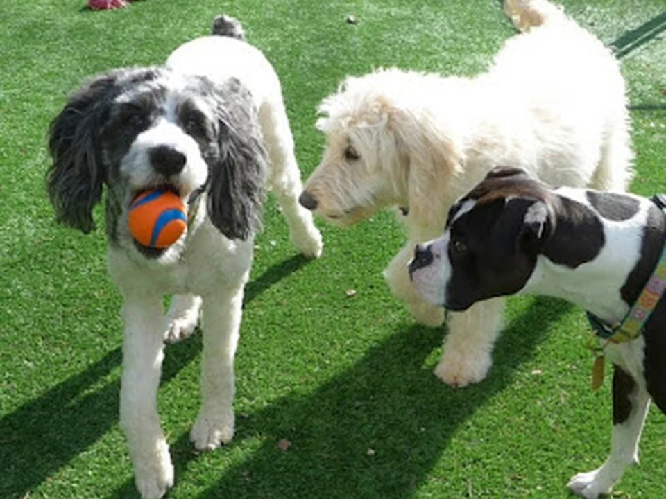 For Pet Sake Pet Sitting & Dog Walking