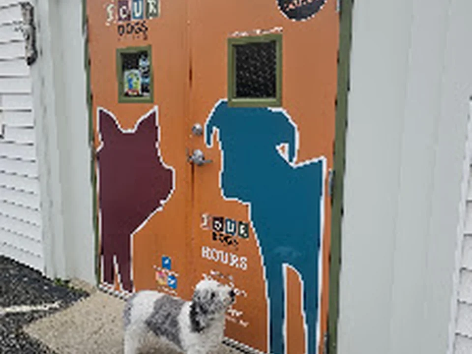 Four Dogs Pet Supplies