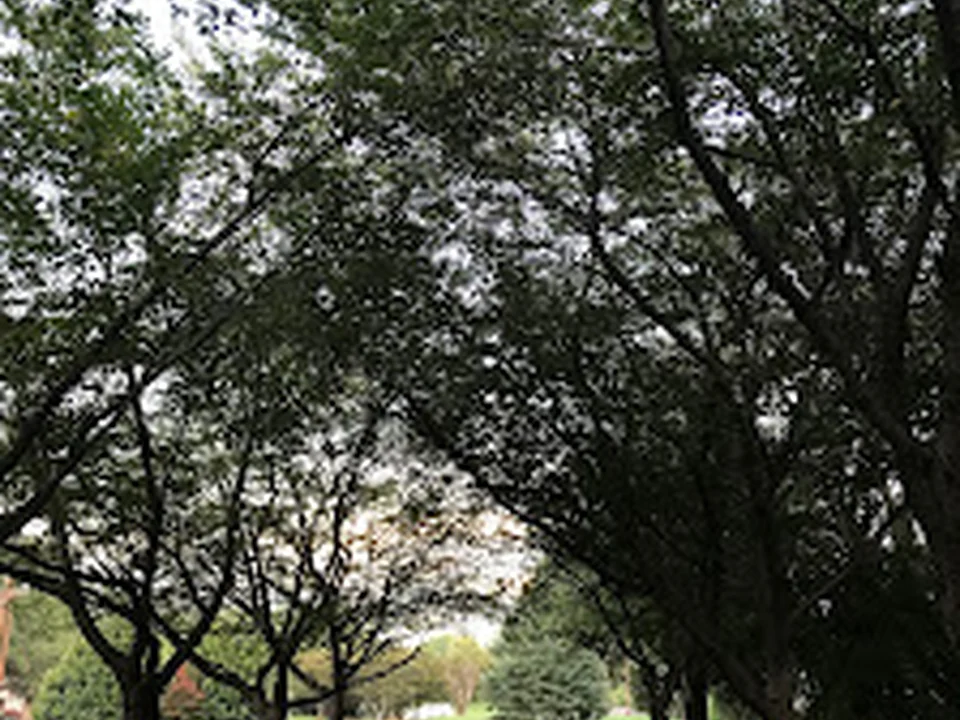 Frazier Place dog park