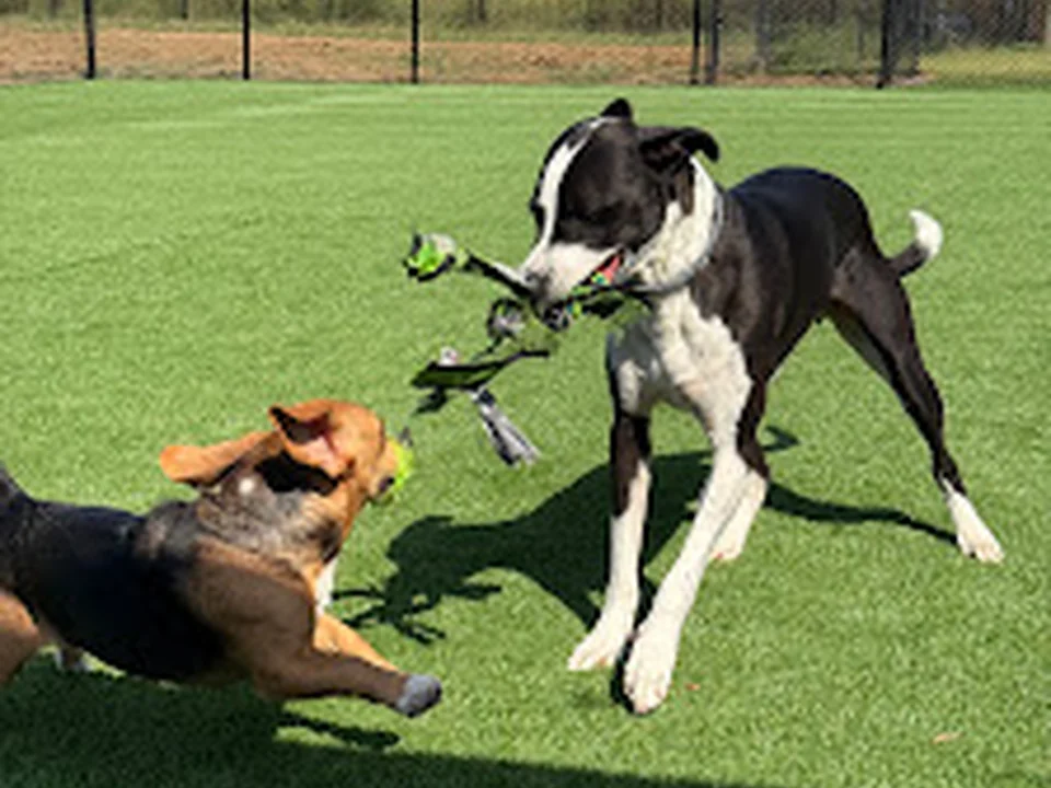 Furry Friends Pet Resort Inc.
