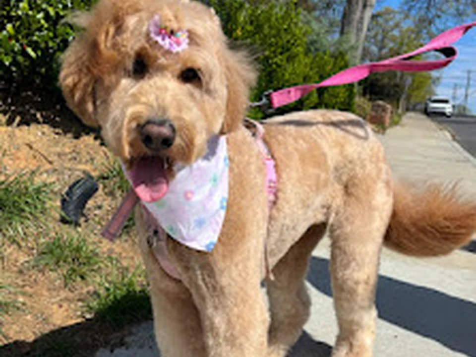 Gold Standard Dog Grooming LLC