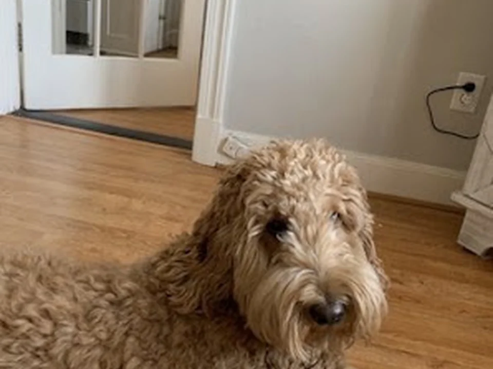 Grateful Pets Grooming & Boarding