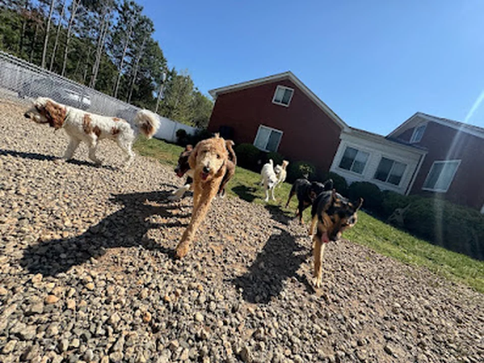 Hakuna Matata Dog Care & Training, LLC