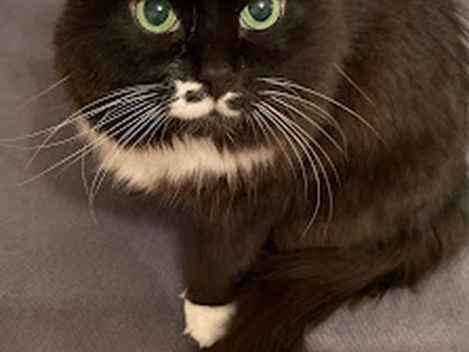 Hickory Grove Animal Hospital