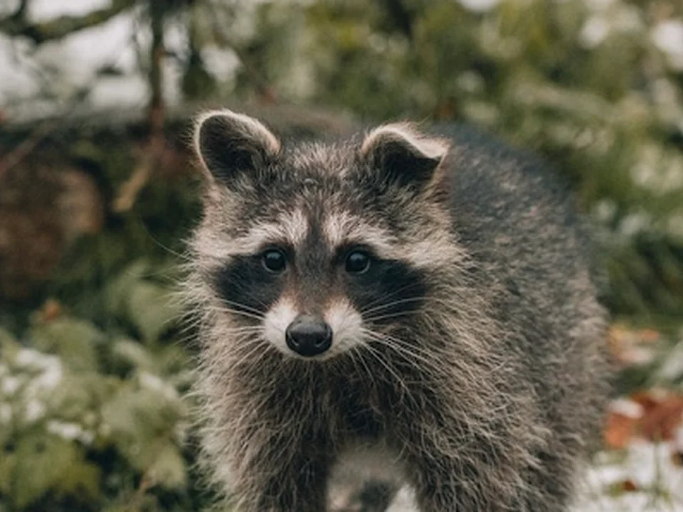 Homeland Wildlife Removal