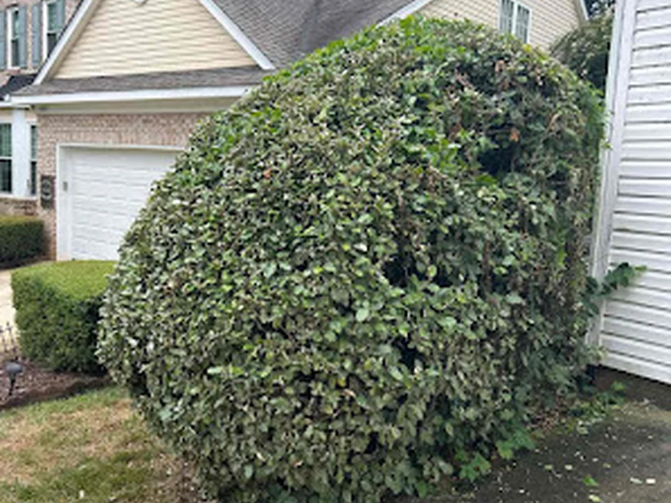 LawnStarter - Charlotte Landscaping