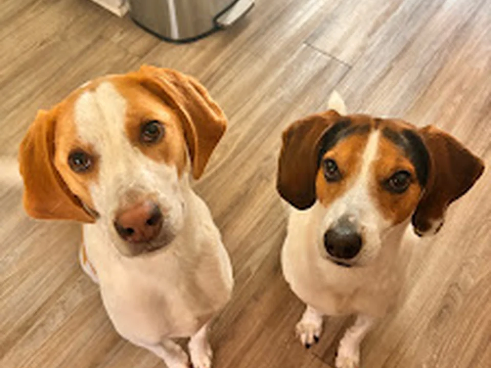 Little Friends Pet Sitting & Dog Walking