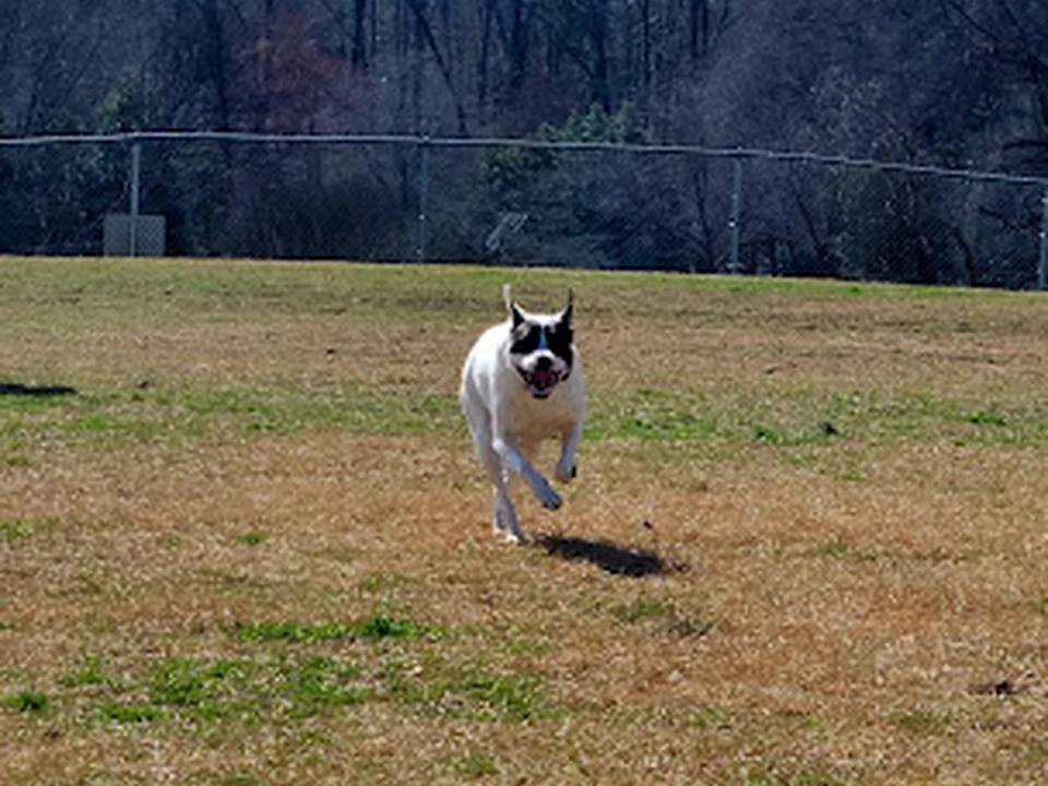 McAlpine Creek Dog Park
