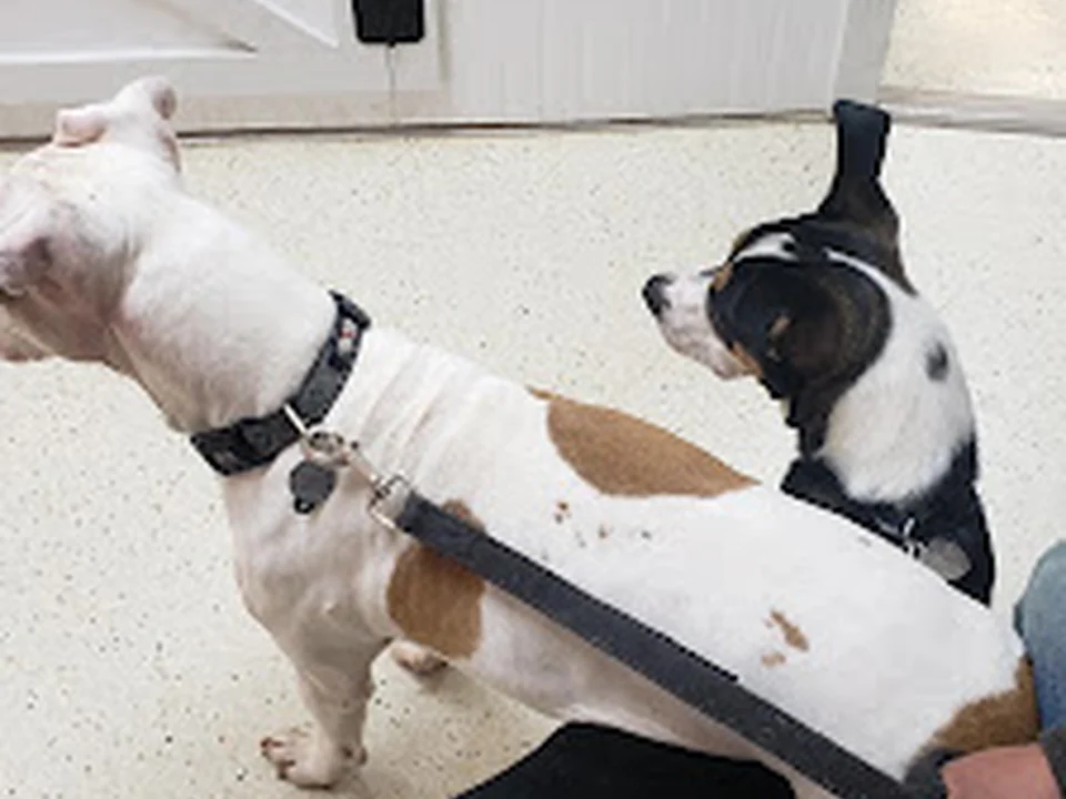 Mint Hill Animal Hospital