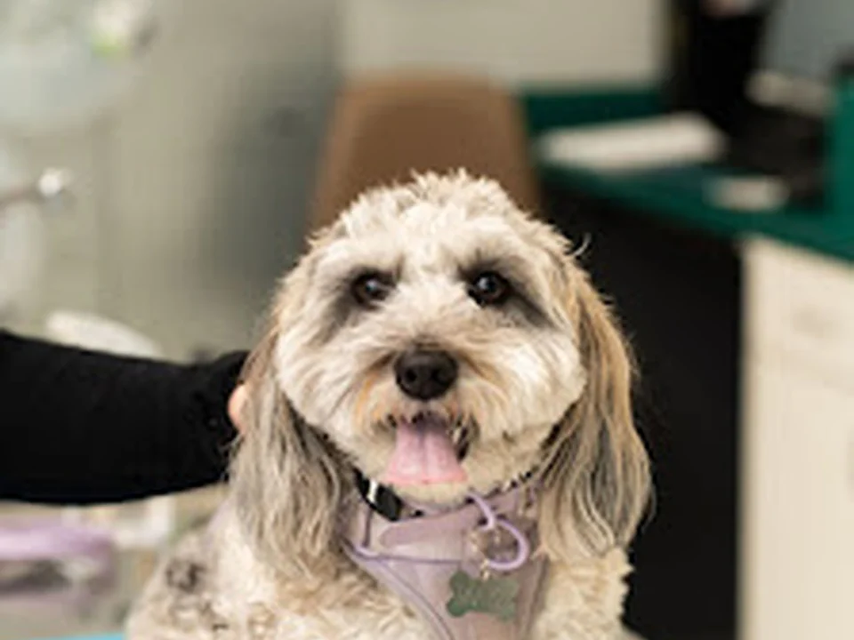 Mixed Pet Veterinary Hospital