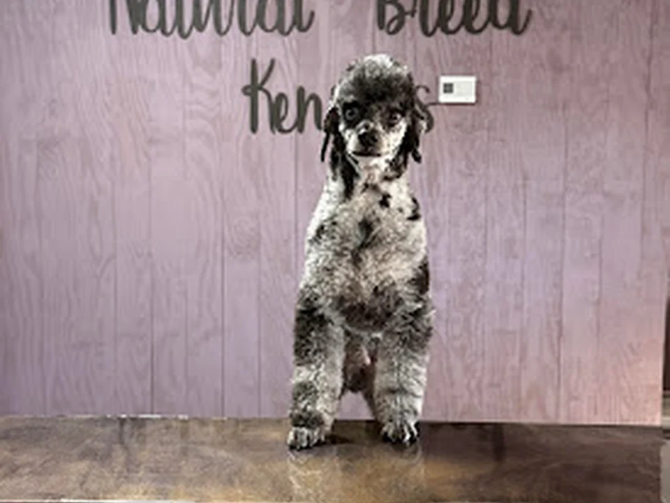 Natural Breed Kennels