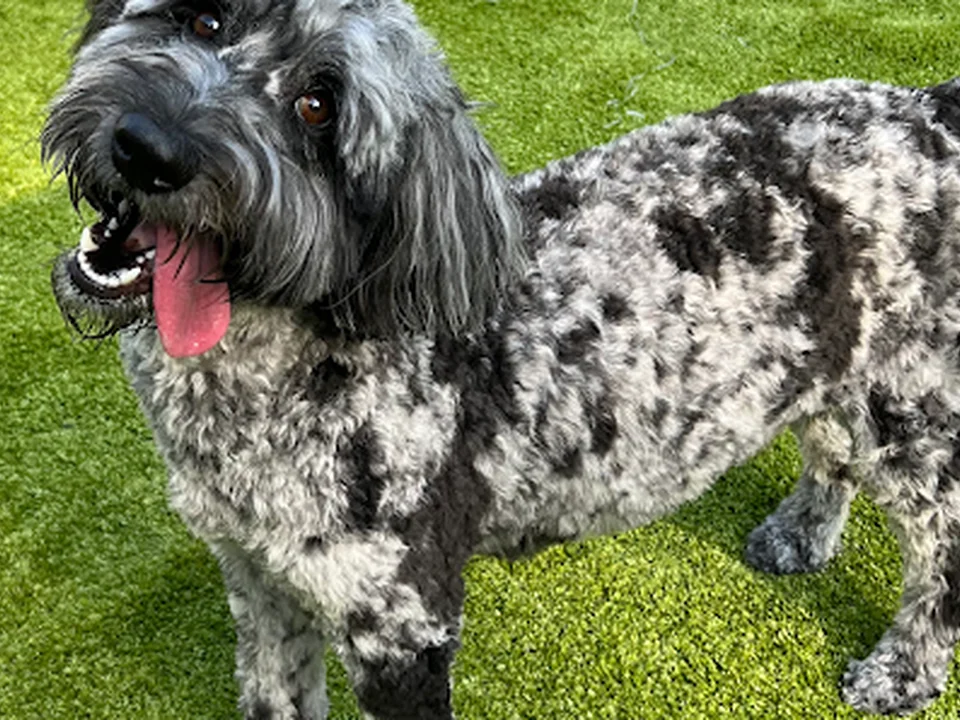 Natural Breed Kennels
