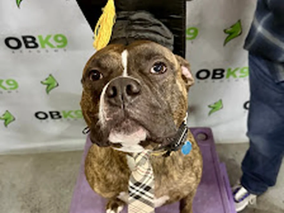 Obedient K9 Academy