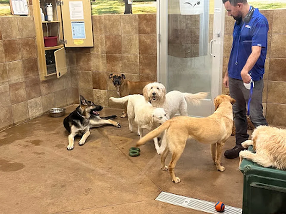 PetSmart Doggie Day Camp