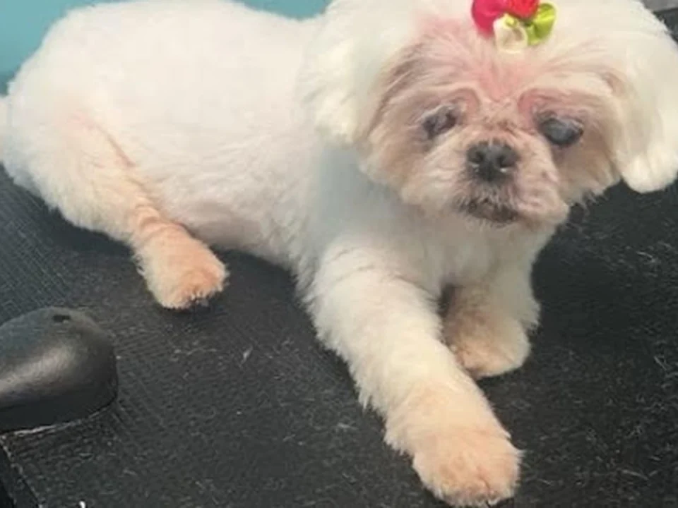 Piedmont Animal Rescue