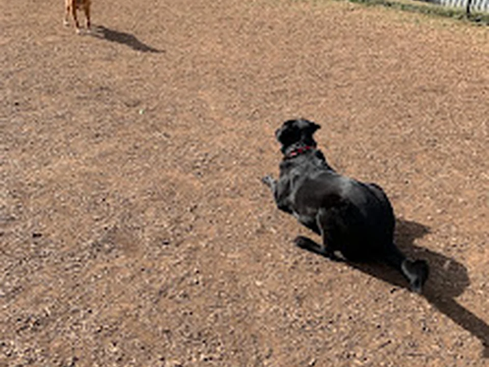 Plaza Midwood Neighborhood Association Dog Park