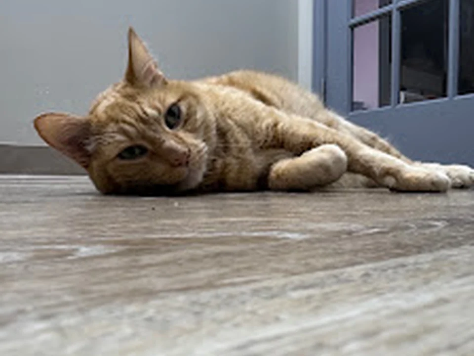 Purrfect Paradise Cat Hotel