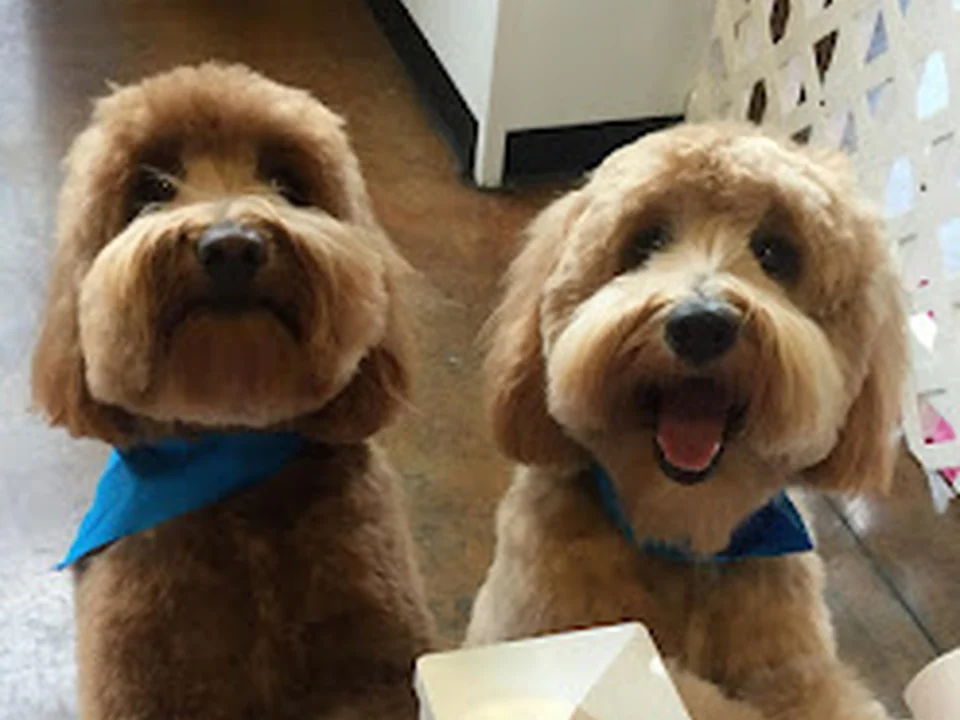 QC Canine Design- Pet Spa