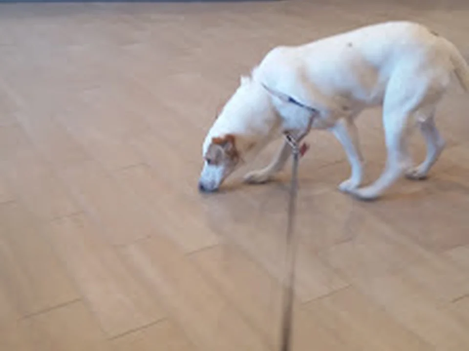 Quail Hollow Veterinary Hospital