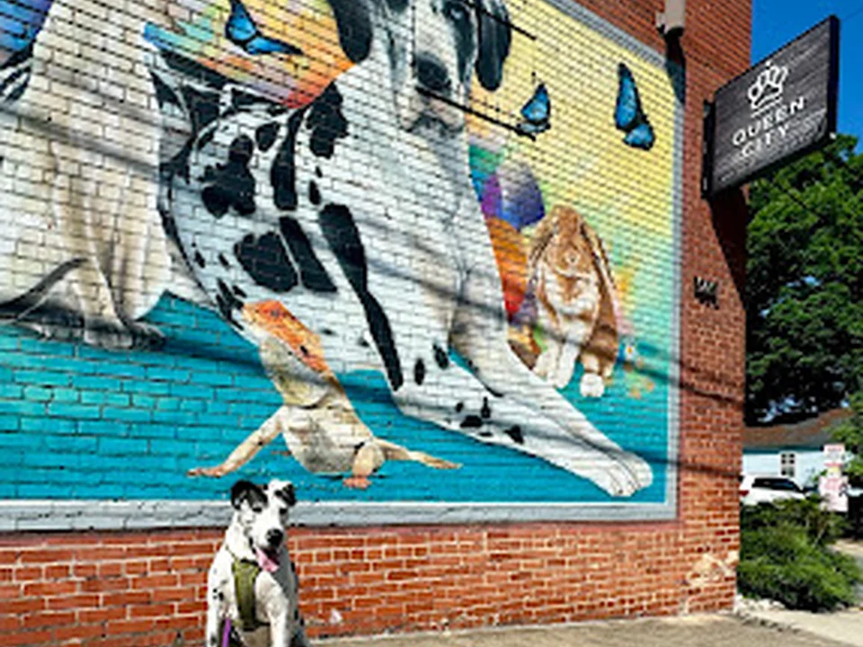 Queen City Animal Hospital