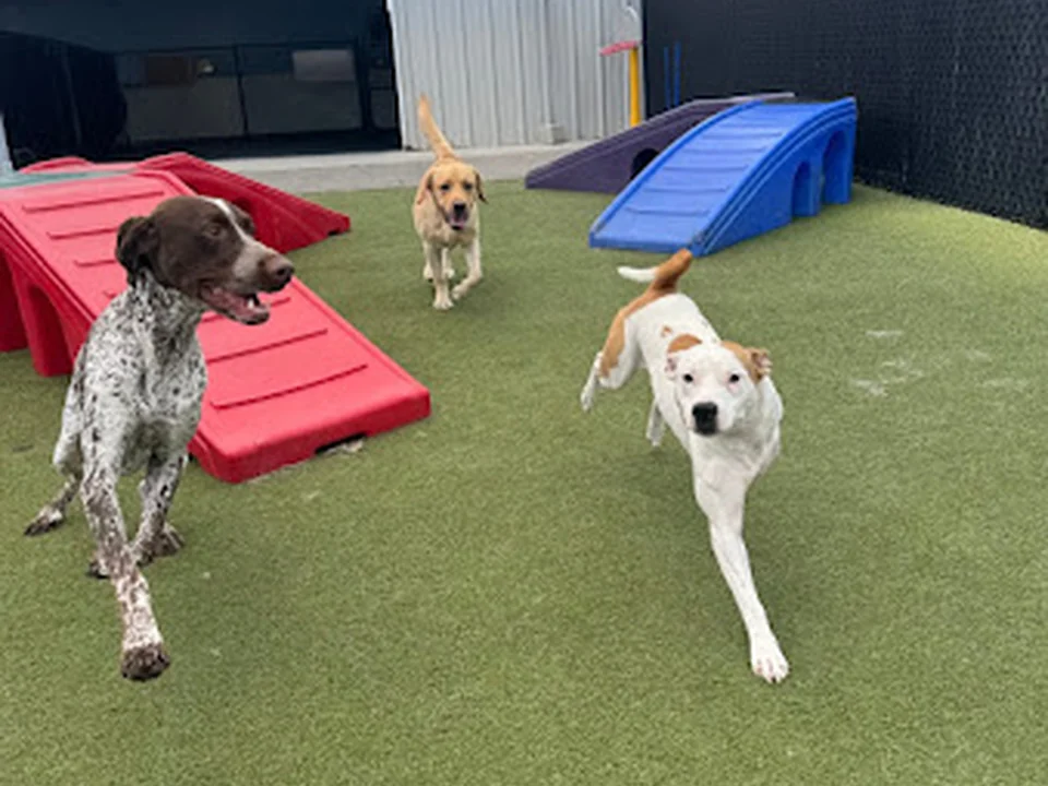 Social Pet at Charlotte