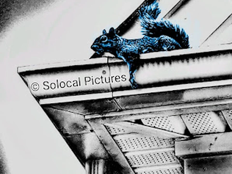 Solocal Wildlife Removal