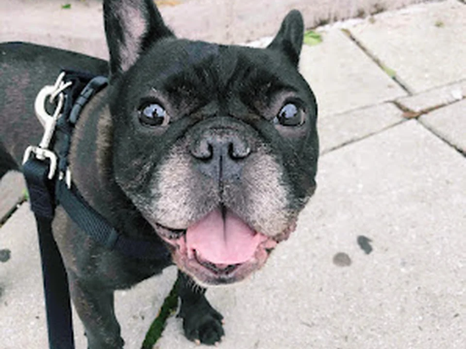 Swifto Dog Walking & Pet Sitting