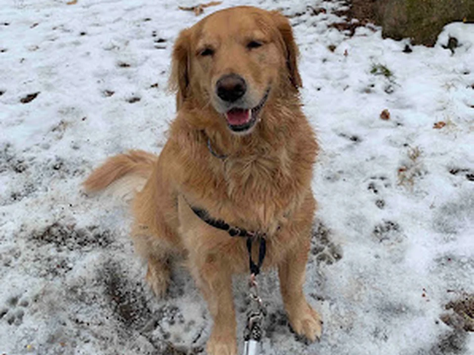 Swifto Dog Walking & Pet Sitting