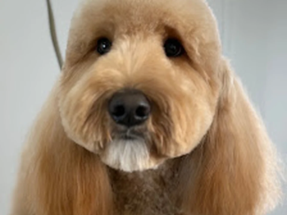 The Dogs Club CLT