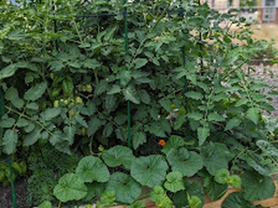 Foto de The Patio Farmer